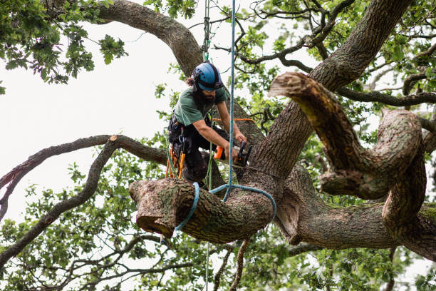 Leaf Removal in Lorain, OH