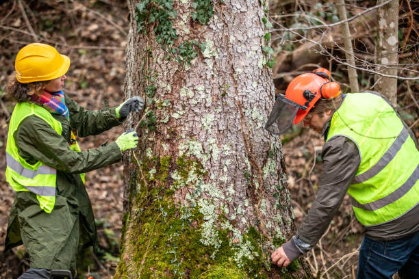 How Our Tree Care Process Works  in  Lorain, OH