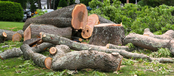 Best Storm Damage Tree Cleanup  in Lorain, OH