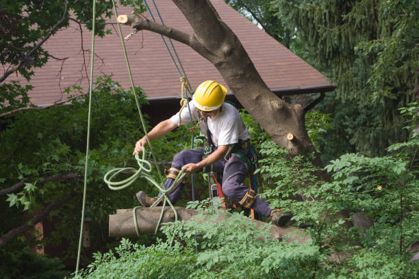 Best Arborist Consultation Services  in Lorain, OH