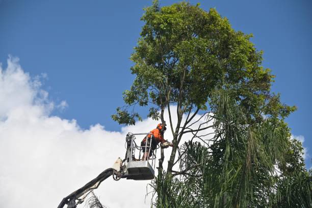 Reliable Lorain, OH Tree Services Solutions