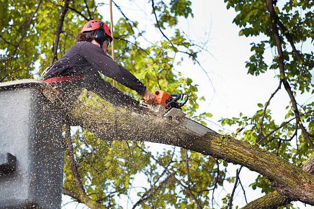  Lorain, OH Tree Services Pros