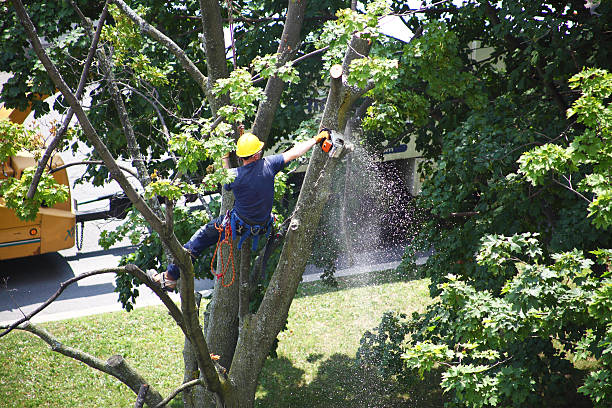 Best Leaf Removal  in Lorain, OH